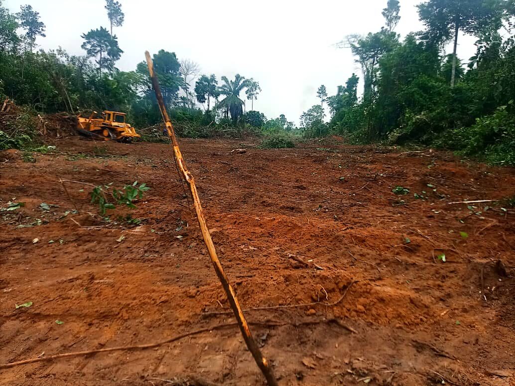 Bush Clearing